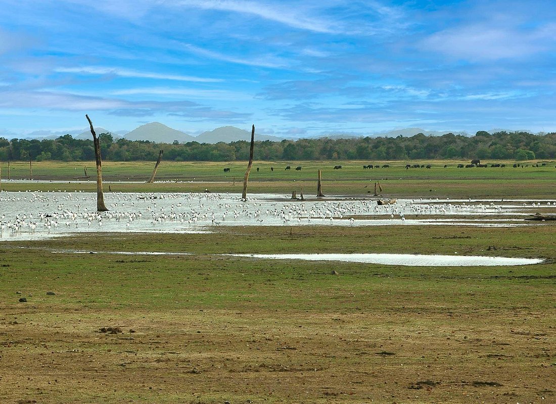 Minneriya National Park